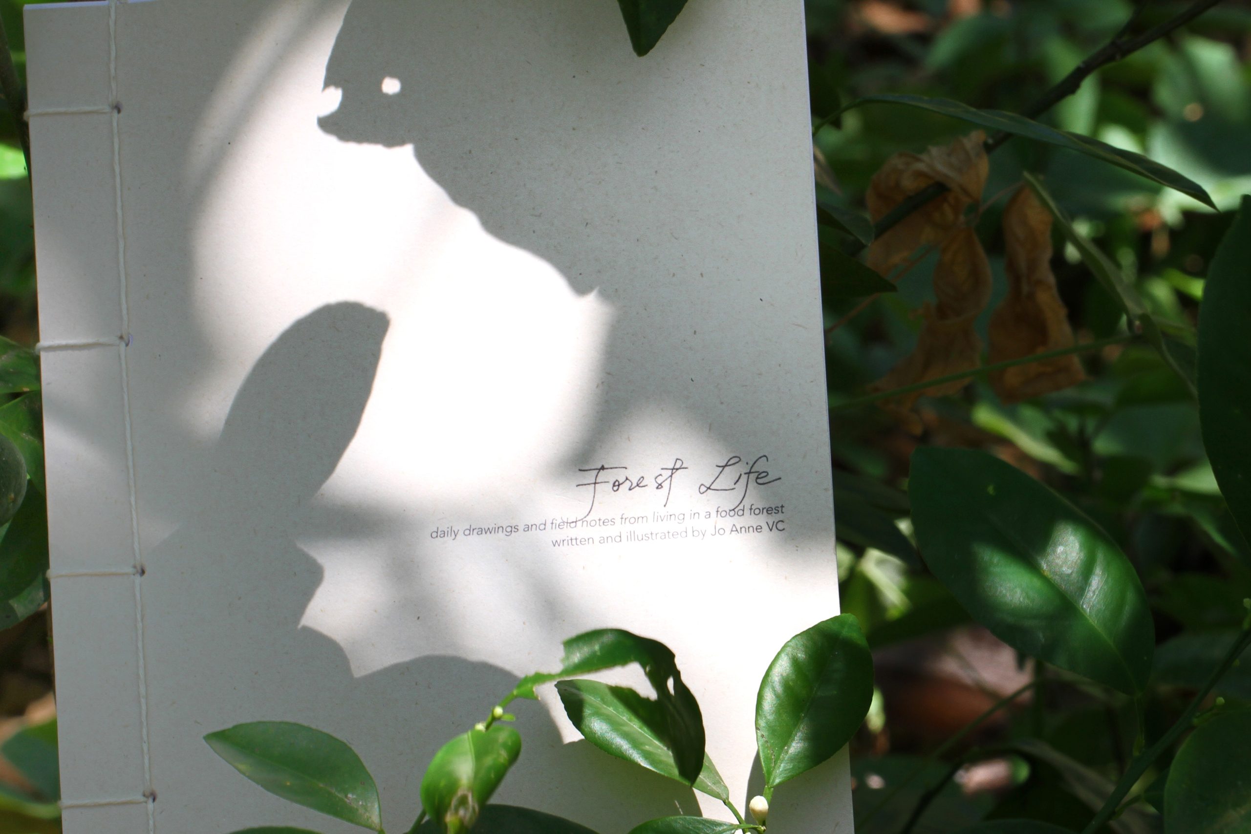To draw is to remember: Jo Anne Coruña and the Forest She Draws Every Day
